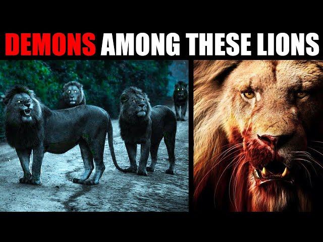 THE MOST DANGEROUS LIONS IN THE WORLD: Mapogos, Majingilanes and Selatis