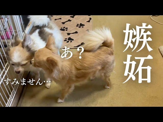 【嫉妬】他の犬がママに近づくことを許さないチワワ
