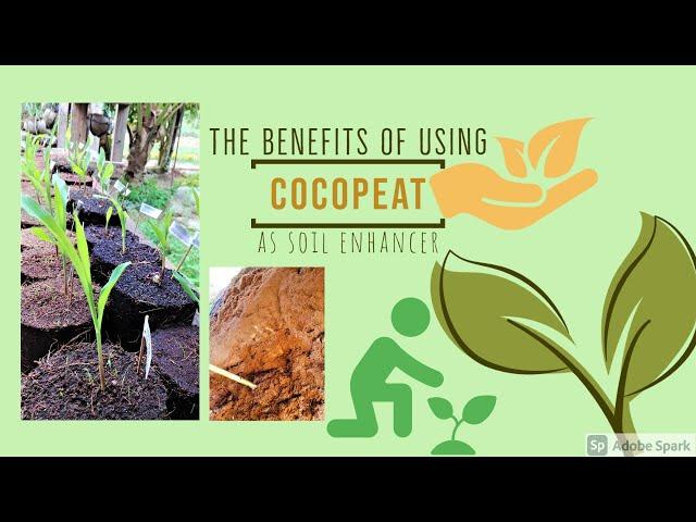 Enhanced Growing Medium (Cocopeat)