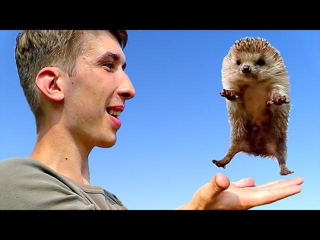 How to unfold the hedgehog - Unreal positive from glamorously snorting little hedgehog)