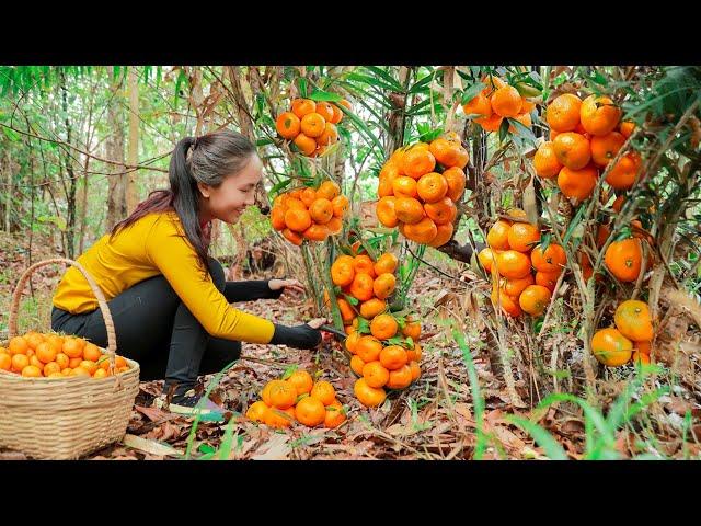 Harvest TANGERINES and bring them to the market sell, cooking | Emma Daily Life