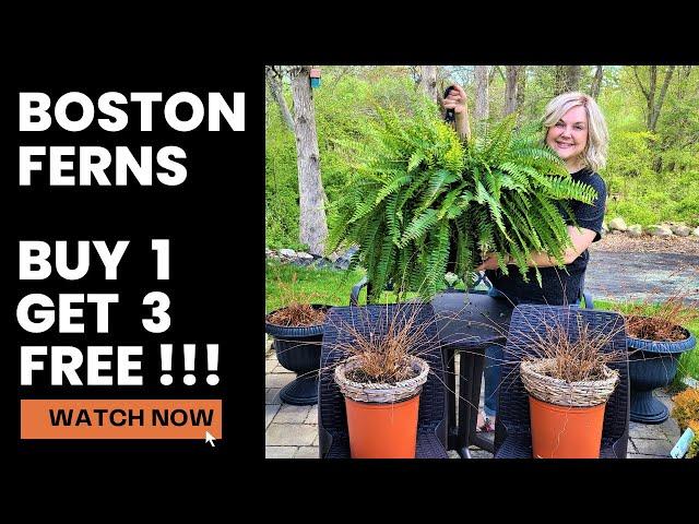 Boston Ferns Buy 1 Get 3 Free! How to Divide Plants. Summer Containers Annual Plants on a Budget!!