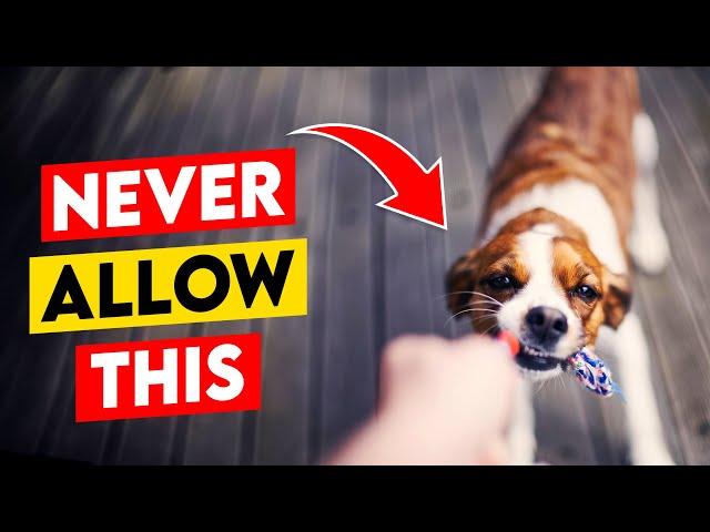5 Things You’re Doing That Your Dog Absolutely Hates