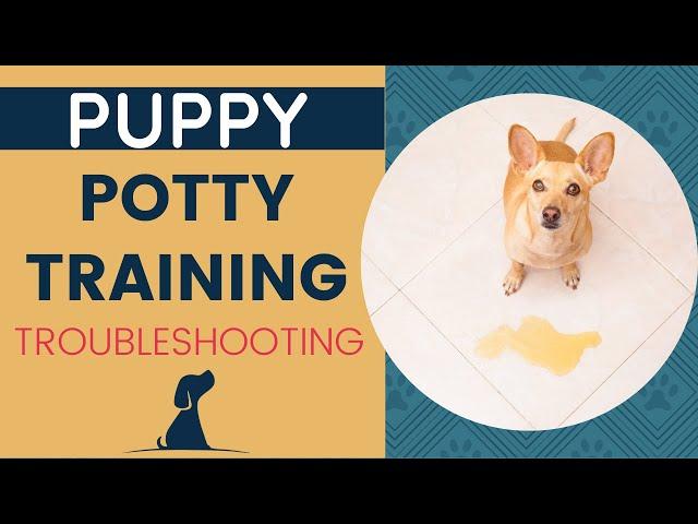 New Puppy Potty Training - Troubleshooting Housebreaking Dilemmas