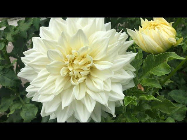 Growing a store bought dormant dahlia tuber