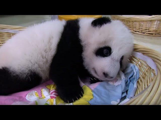 Raising an Abandoned Baby Panda | Panda Babies | BBC Earth