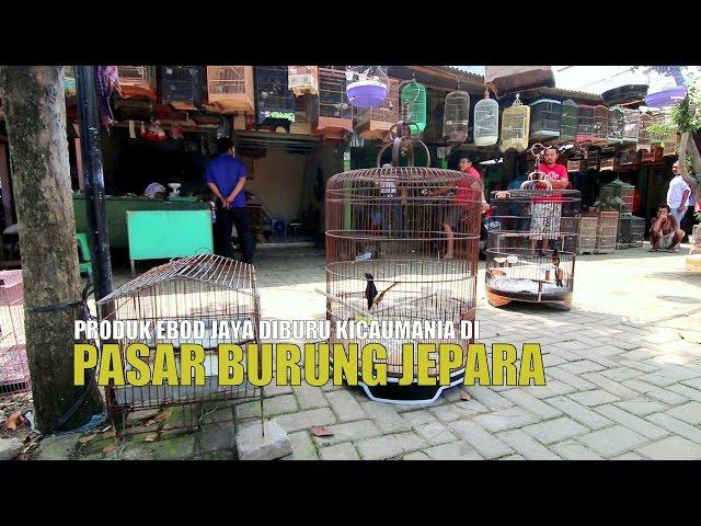 UPDATED HARGA PASAR BURUNG | Jalan-Jalan Ke Pasar Burung Jepara