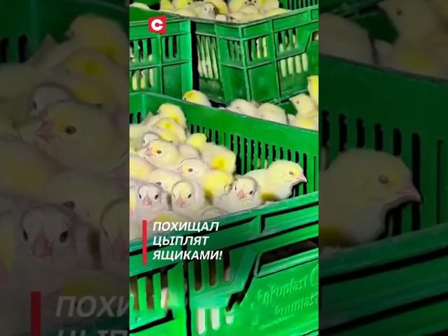 Сотрудник птицефабрики похитил 20 тысяч цыплят! #shorts #новости #беларусь #преступления #воровство