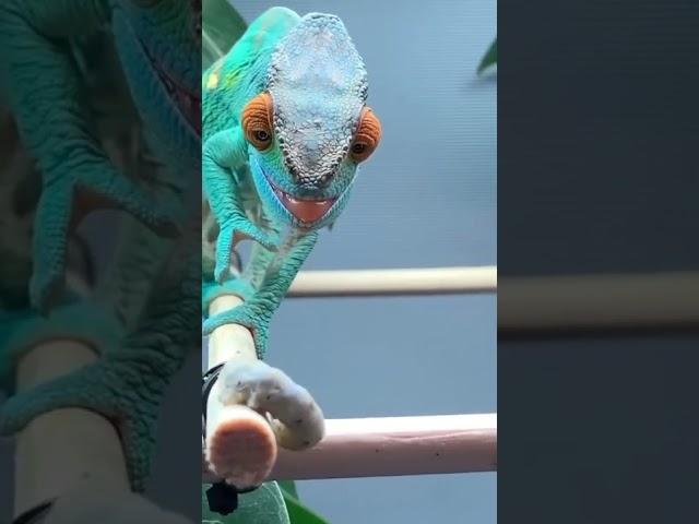 Beautiful Chameleon