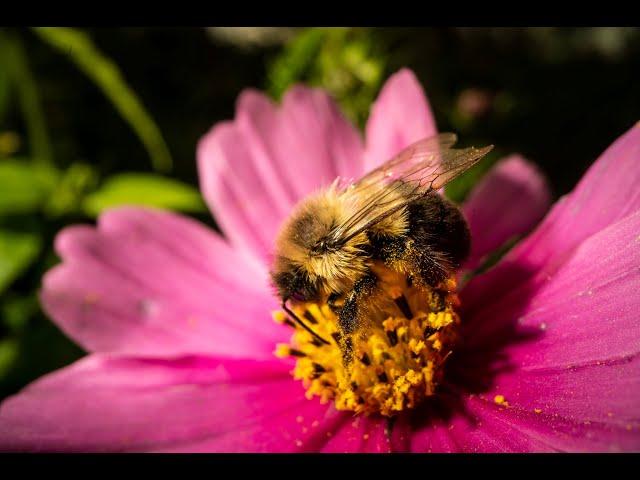 Conservation Outcomes Webinar: Conservation Efforts Support Pollinators, Agricultural Production