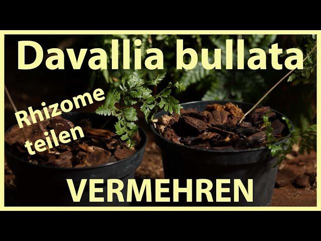 Hasenpfotenfarn TEILEN und VERMEHREN - Davallia bullata