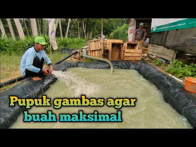 pemupukan gambas masa berbuah yang ke 2