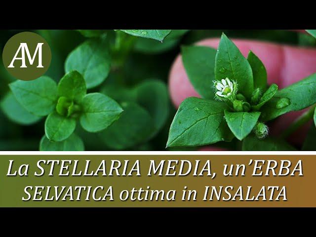 Erbe spontanee commestibili: la Stellaria media o centocchio - Fitoalimurgia, Orto e Cucina