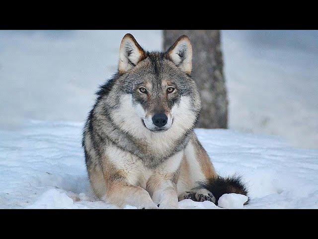 Офигенная Песня! Все Плакали Когда Слушали Эту Песню! ВОЛК - Wolf