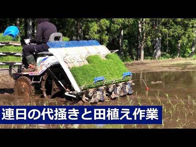 代掻き、田植え真っ最中　イセキ5条植え田植機【2024】