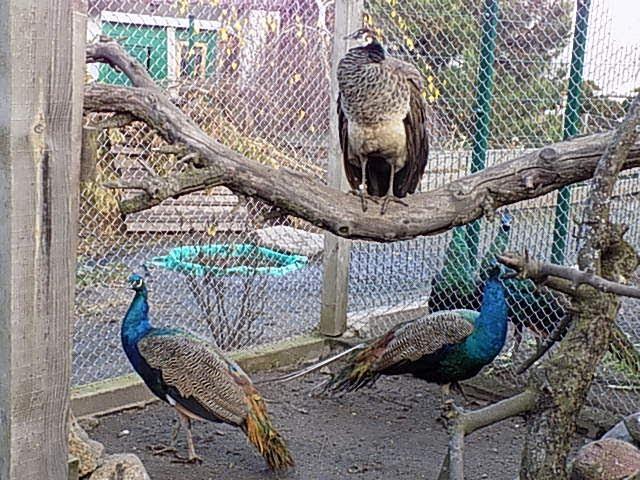 paw indyjski w wolierze,Indian Blue Peacock in the aviary,Индийский павлин в вольере