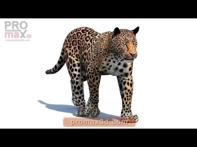 Animated Leopard 3D Model for Download | @PROmax3D