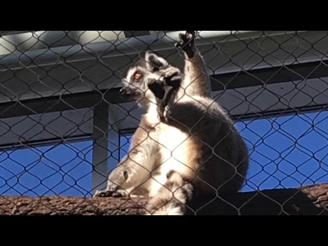 Vlog: Trip to the Aquarium