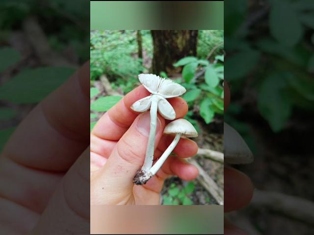 Мицена снежноножковая Mycena niveipes Мицена белоногая Мицена белоножковая #шортс #mushroom #shorts