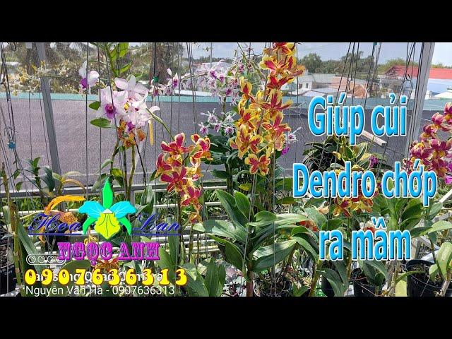 Giúp củi (Thân già) Dendro ra mầm [HOA LAN NGỌC ANH]