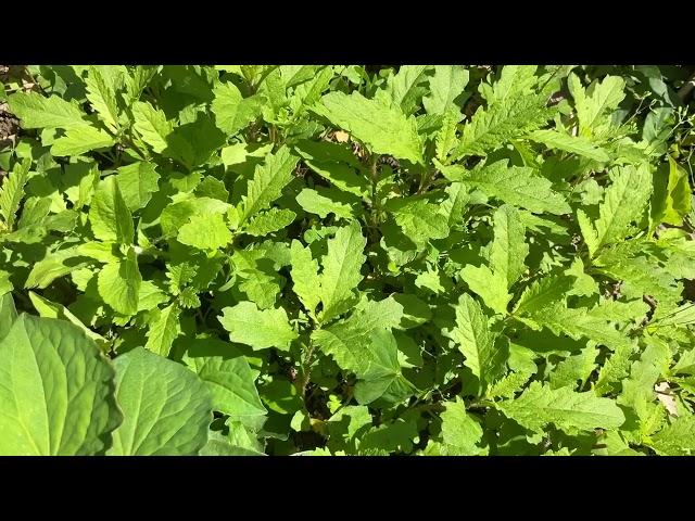 臭川芎 別名，上荊芥 有通經活血足失打損傷的功效。草藥