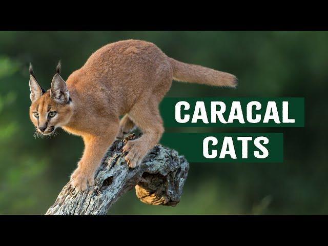Caracal Cats: A Unique Alliance With The South African Air Force | Apex Predators Documentary