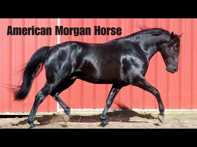 American Morgan Horse Breed: Picture Compilation With Facts and Information