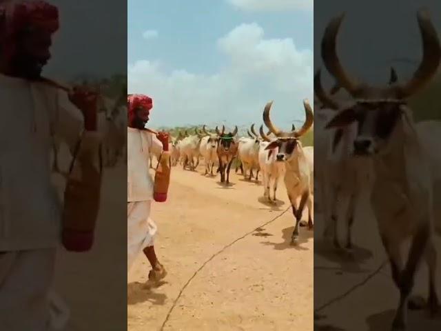 kankrej cow #trending #viral