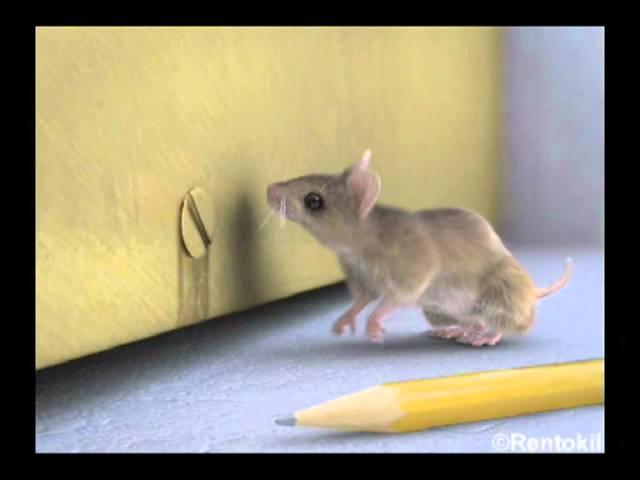 What size gap can mice fit through? | Rentokil