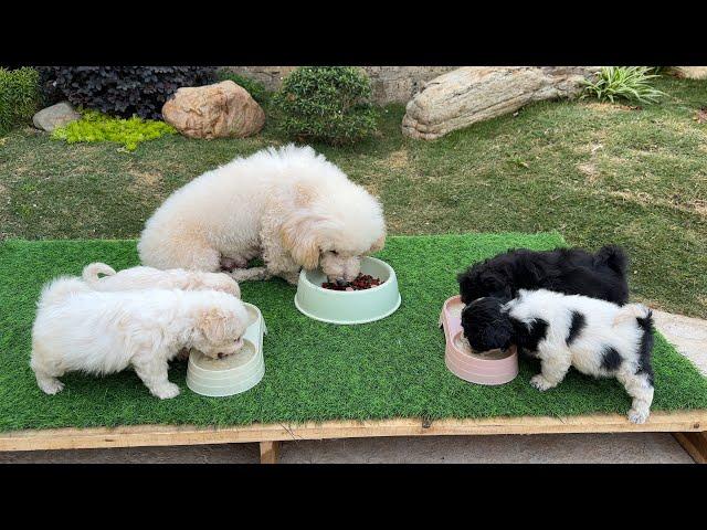 The mother dog recovered and her four puppies are all healthy