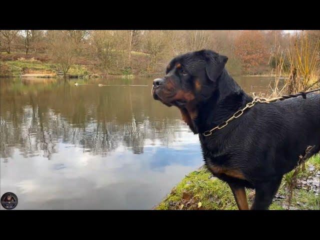 Rottweiler Day Out Chasing Ducks