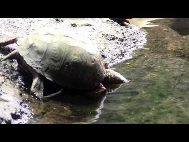 Do box turtles swim? Here's proof they do, voluntarily.