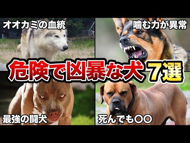 【初心者は飼うな】素人が飼うには危険な犬種7選！