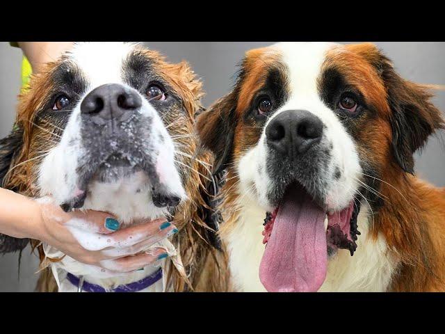 So you want a SAINT Bernard, eh?