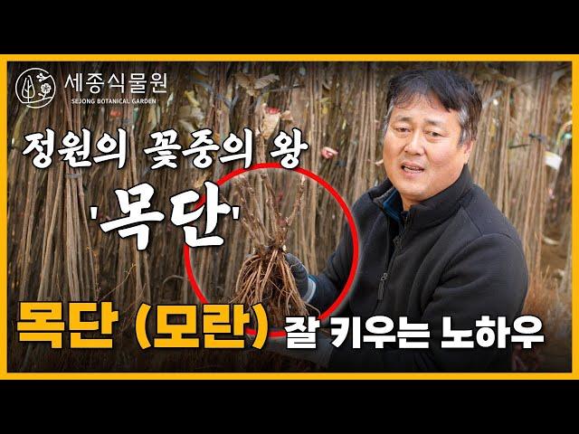 꽃중의 왕 목단 (모란) 을 키우는 3가지 팁 #목단 #모란 #모란꽃  #세종식물원