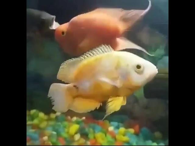 Parrot and oscur the aqua fish #shorts #shortsviral #trending #youtubeviral #parotandoscur