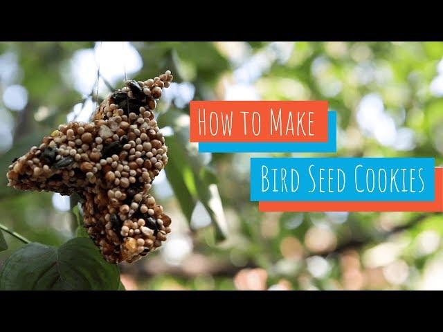 How to Make Bird Seed Cookies