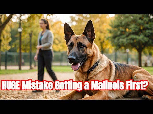 Are Belgian Malinois GOOD for FIRST TIME Owners? | Best Dog Breeds For First Time Owners