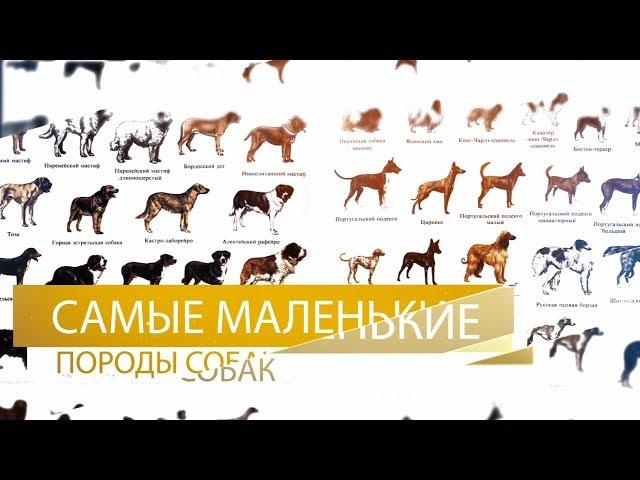 Самые маленькие породы собак в мире ( ТОП 10 )