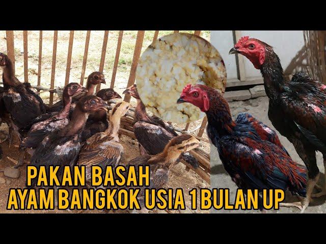 PAKAN BASAH UNTUK ANAK AYAM BANGKOK USIA 1 BULAN UP , AYAM JADI CEPAT BESAR DAN SEHAT , MAKAN LAHAP!