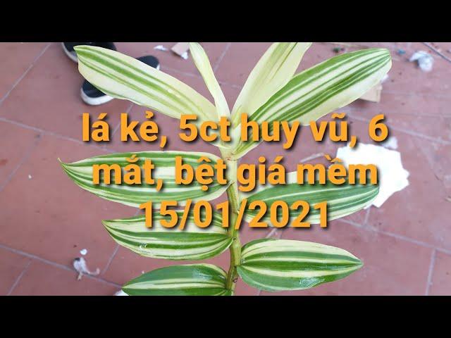 lan phi điệp lá kẻ phát tài - 5ct huy vũ - 5ct cmr - 6 mắt - bệt - 0867487638 - Hoa Lan Đất Việt