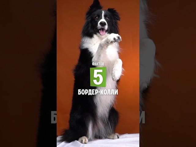 5 фактов о породе – Бордер-колли #shorts #бордерколли #собаки
