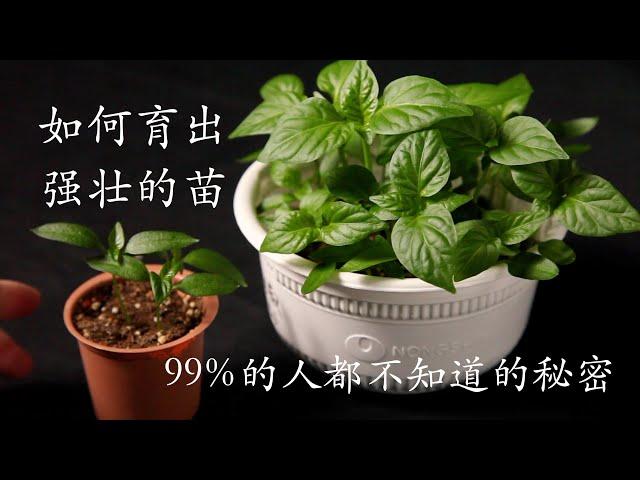 99%的人都不知道的育苗秘密｜如何育出强壮的苗｜茄子、辣椒、番茄等蔬菜育苗｜｜How to grow strong seedlings｜The secret of growing vegetables