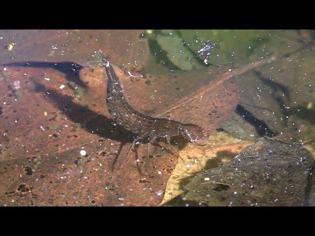 Predaceous Diving Beetle Larvae & Others in a Vernal Pool (with Birdsong)