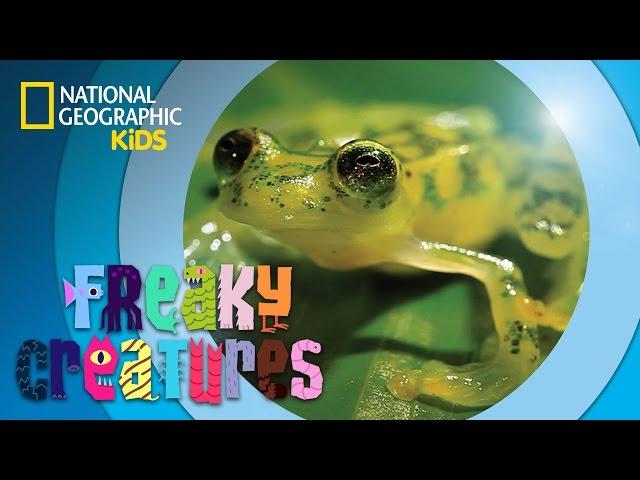 Ninja Frog Kicks Bugs  | Freaky Creatures