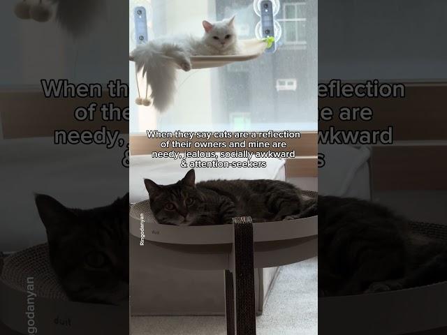 The first one resembles Mom, and the second one resembles Dad #shorts #cat #funny
