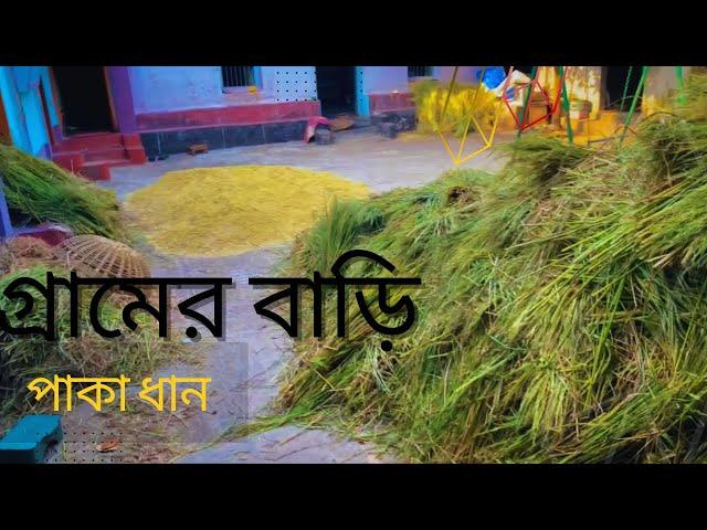 গ্রামের বাড়ি ধানের সময়ে |Village life |199 to 2024|Countryside| Bangladesh|Sanjida Rahman Soumik