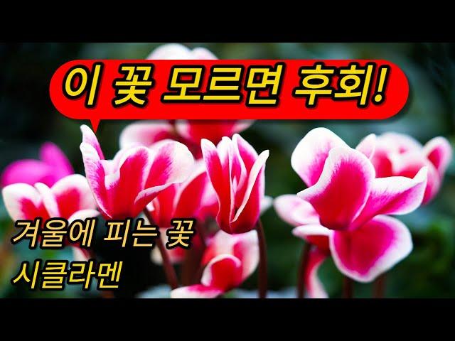 겨울에 피는 꽃 추천 #시클라멘 #식물도감 #겨울꽃