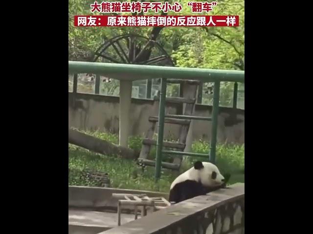 天津喜乐的快乐生活 #panda #Tianjin