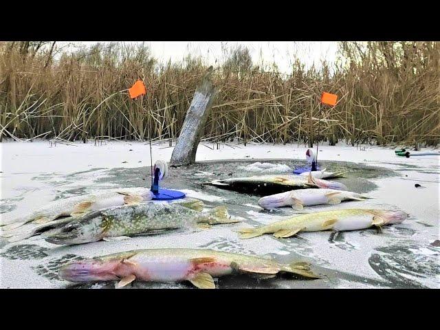 TONS OF FISH IN STUMPS !!!! THE FIRST ICE and ZHOR !!! Winter fishing for pike with zherlitsami